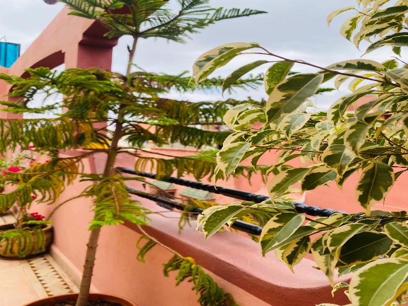 Riad Marwa Marrakech - Teras