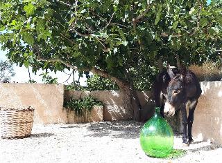 Masseria Fontana Di Vite fotoÄŸrafÄ±