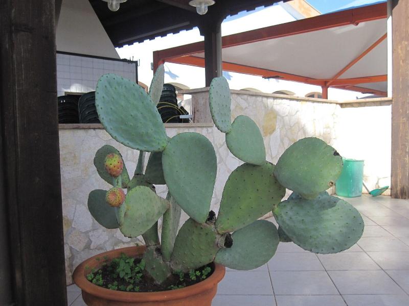 Hotel Continental - Teras