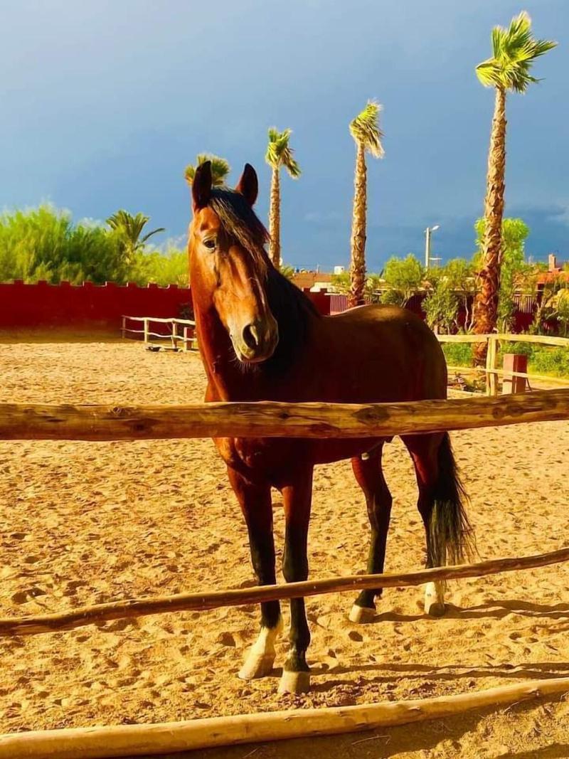Le Relais De Marrakech - Aktivite