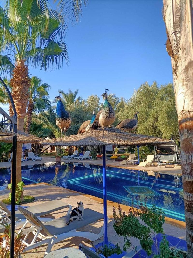 Le Relais De Marrakech - Genel