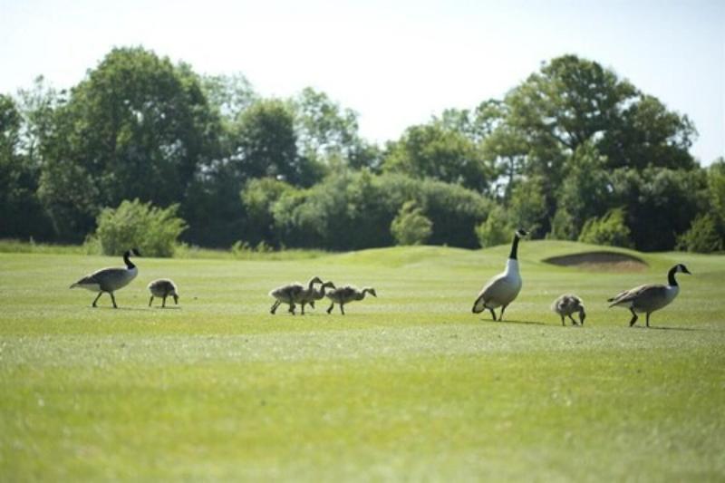Sandford Springs Hotel & Golf Club - Aktivite