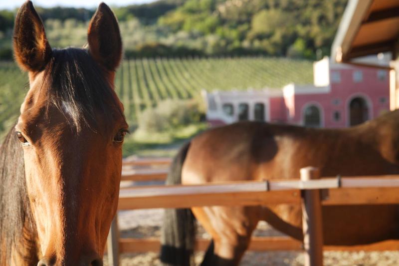 Tenuta Il Sassone - Wine & Food - Aktivite
