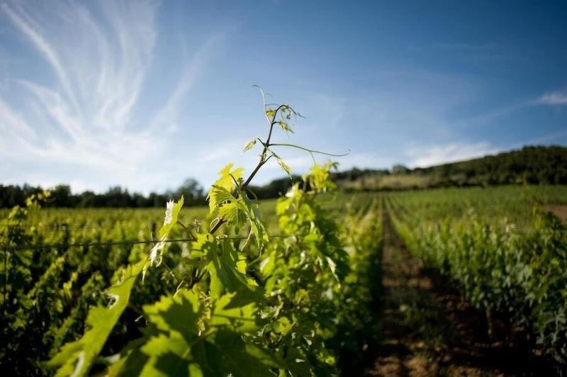 Tenuta Il Sassone - Wine & Food - Oda