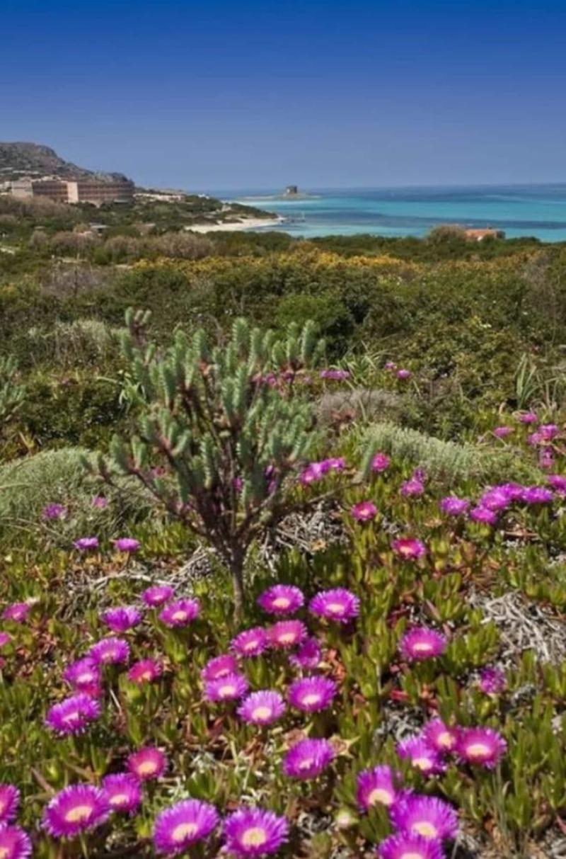 Cala Reale - Plaj