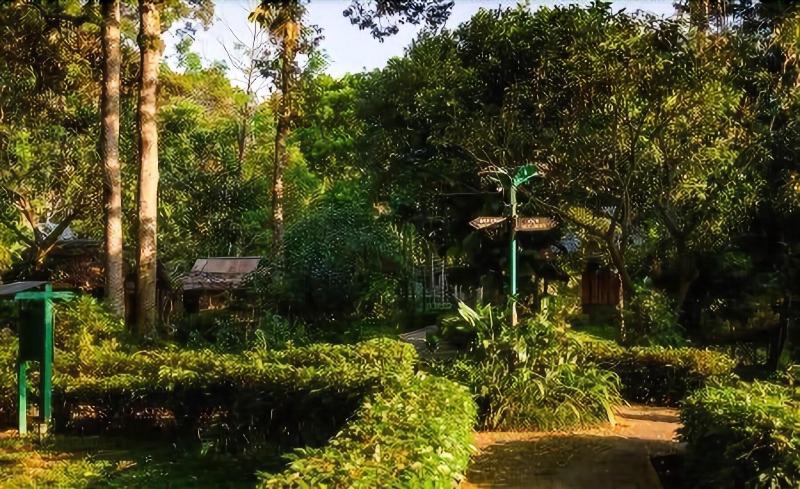 Ecolodge Bukit Lawang - Genel