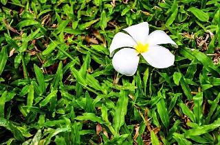 Chom Phu Resort Khaolak fotoÄŸrafÄ±