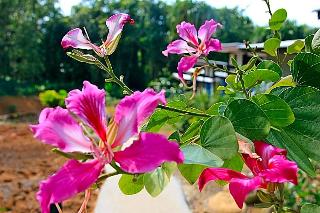 Chom Phu Resort Khaolak fotoÄŸrafÄ±