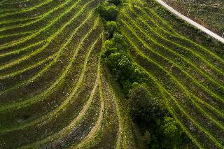 Vila Gale Douro Vineyards fotoÄŸrafÄ±