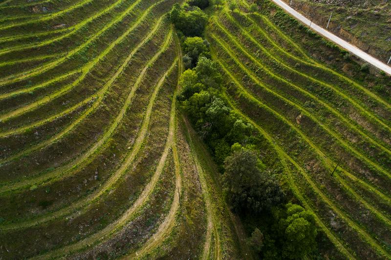 Vila Gale Douro Vineyards - Genel