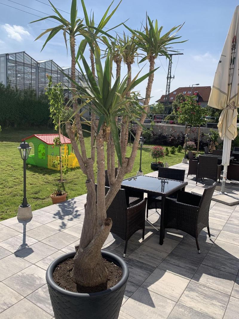 Hotel Bannewitz - Teras