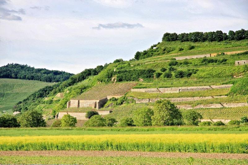 Winzerstube Ihringen - Aktivite