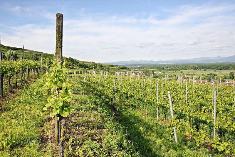 Winzerstube Ihringen - Aktivite