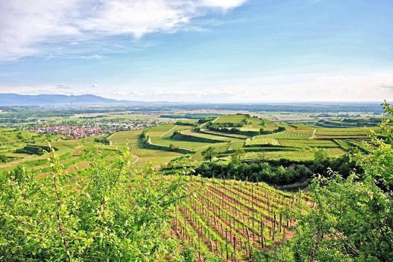 Winzerstube Ihringen - Aktivite