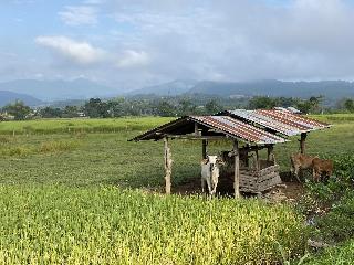 Puravida Pai Resort fotoÄŸrafÄ±