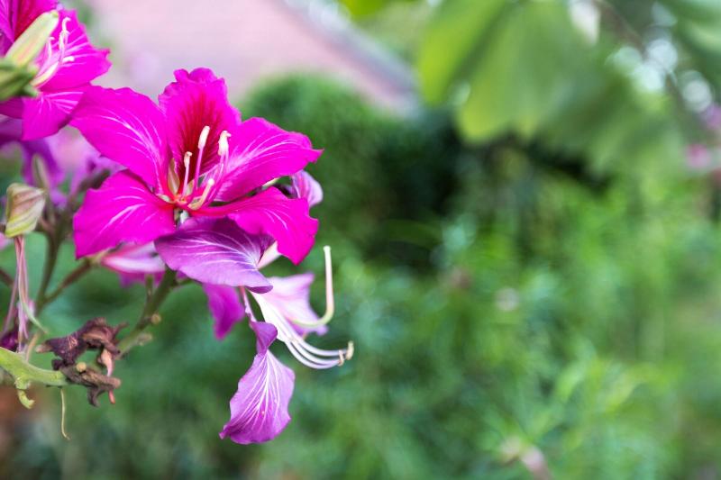 Mohnfahsai Home Resort - Genel