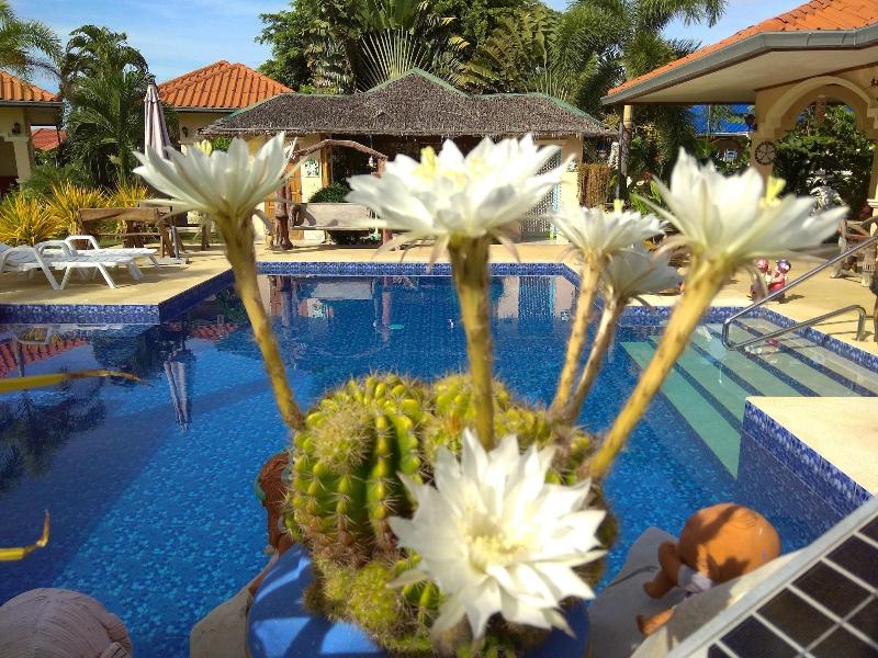 Stella Resort - Genel