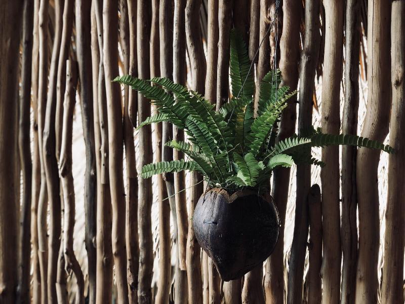 The Korowai - Lobi