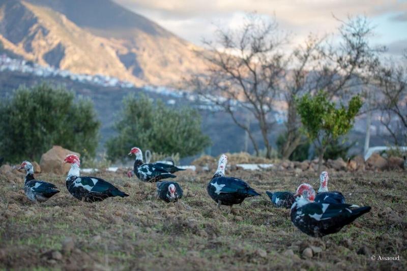 El Cortijo Hotel & Spa Chefchaouen - Oda