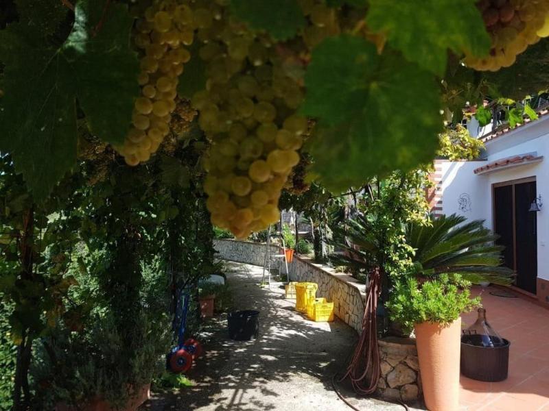 B&B Il Grappolo - Genel