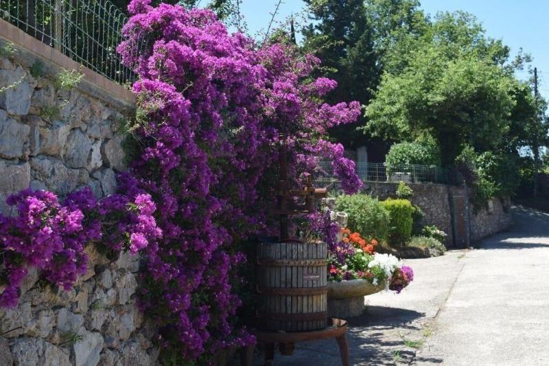 B&B Il Grappolo - Genel