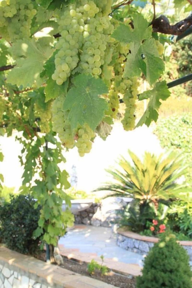 B&B Il Grappolo - Genel