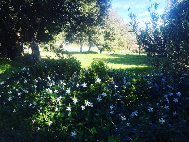 Villa Cenzina B&B - Genel