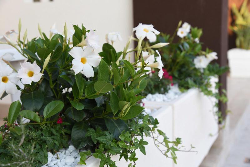 B&B Il Fiorone - Genel