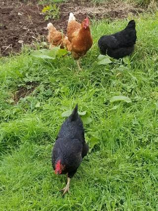 Dunshee fotoÄŸrafÄ±