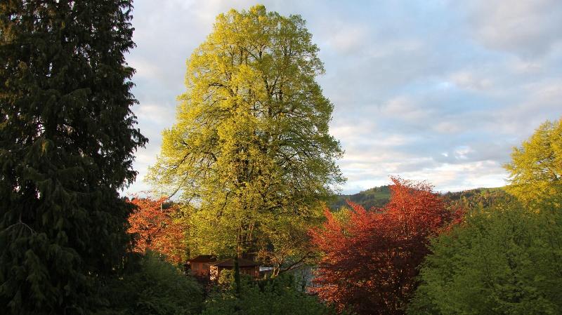 Hotel und Spezialitätenrestaurant zur Linde - Genel