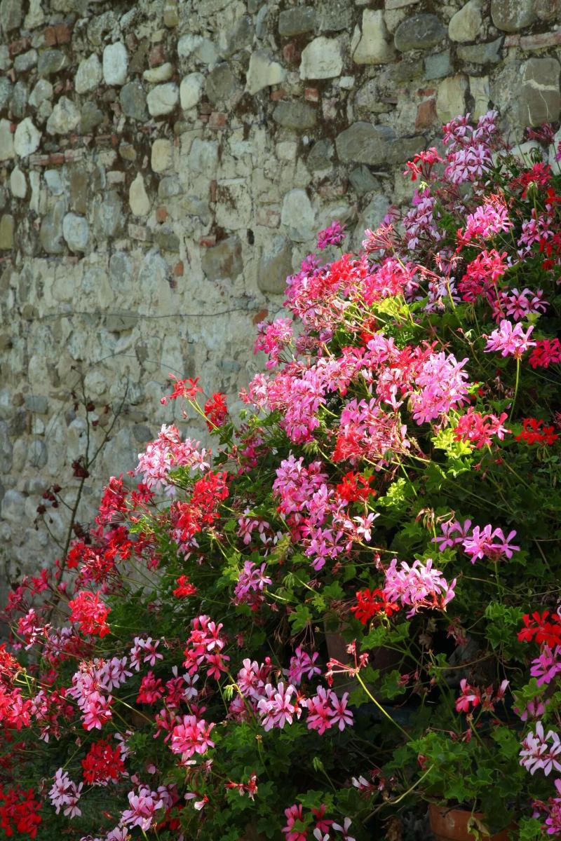 B&B Rovezzano - Teras