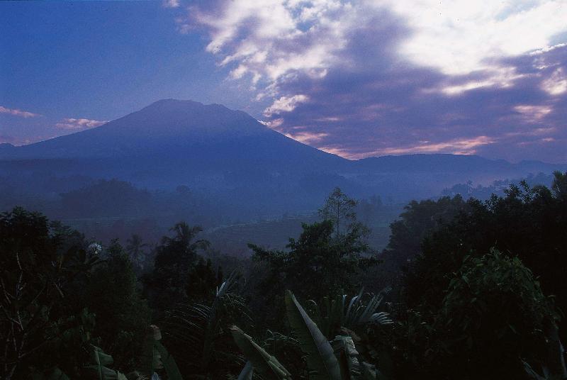 Alila Manggis - Aktivite
