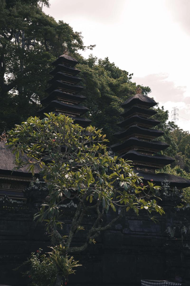Alila Manggis - Aktivite