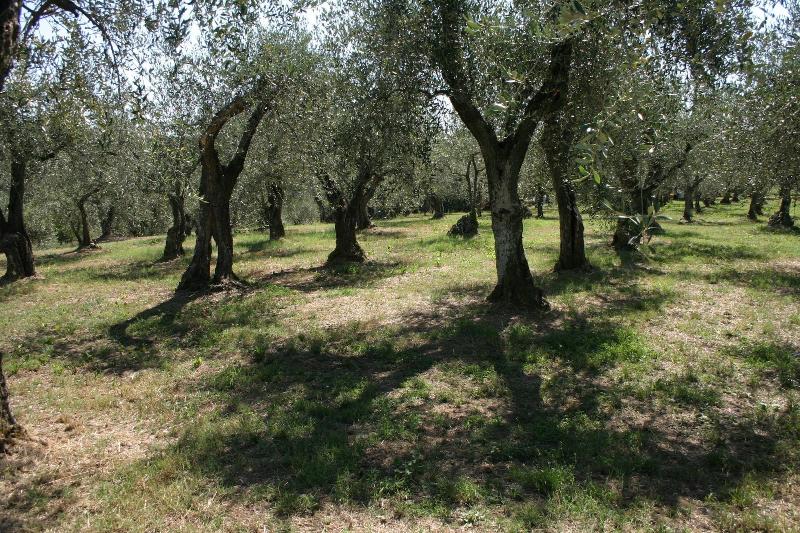 Casa Fontanino - Genel