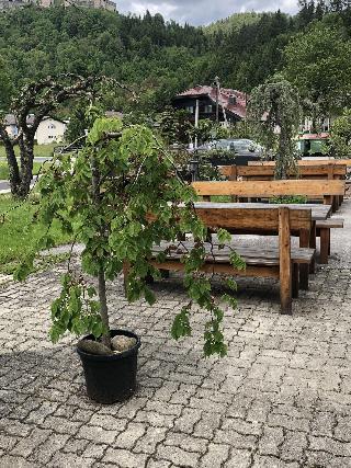 Gasthof - Pension Waldhof fotoÄŸrafÄ±