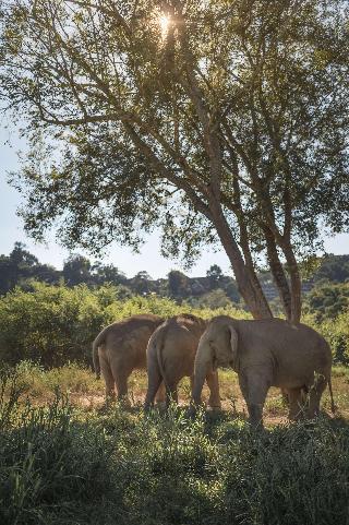Anantara Golden Triangle Elephant Camp & Resort fotoÄŸrafÄ±