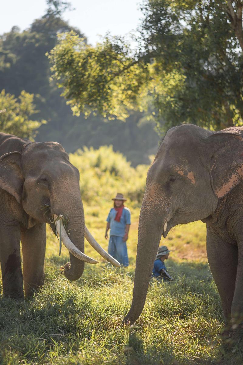 Anantara Golden Triangle Elephant Camp & Resort - Genel