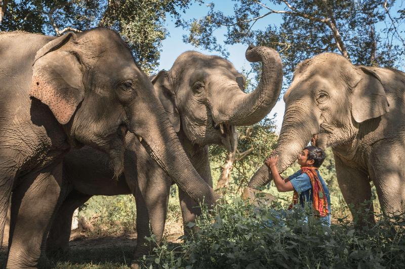 Anantara Golden Triangle Elephant Camp & Resort - Genel