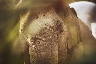 Anantara Golden Triangle Elephant Camp & Resort fotoÄŸrafÄ±