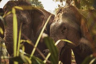 Anantara Golden Triangle Elephant Camp & Resort fotoÄŸrafÄ±