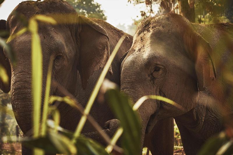 Anantara Golden Triangle Elephant Camp & Resort - Genel