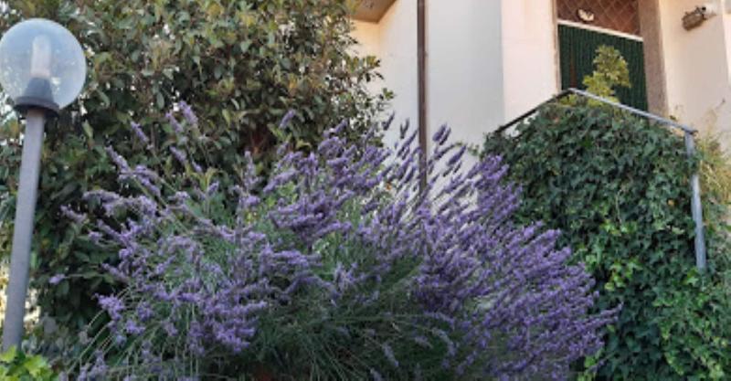 Fabiola Bed & Breakfast - Genel