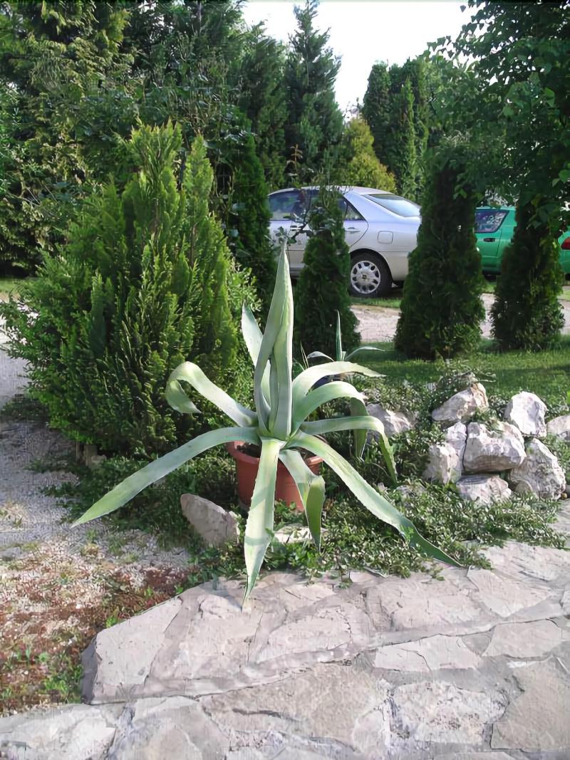 Albergo Giardino - Genel