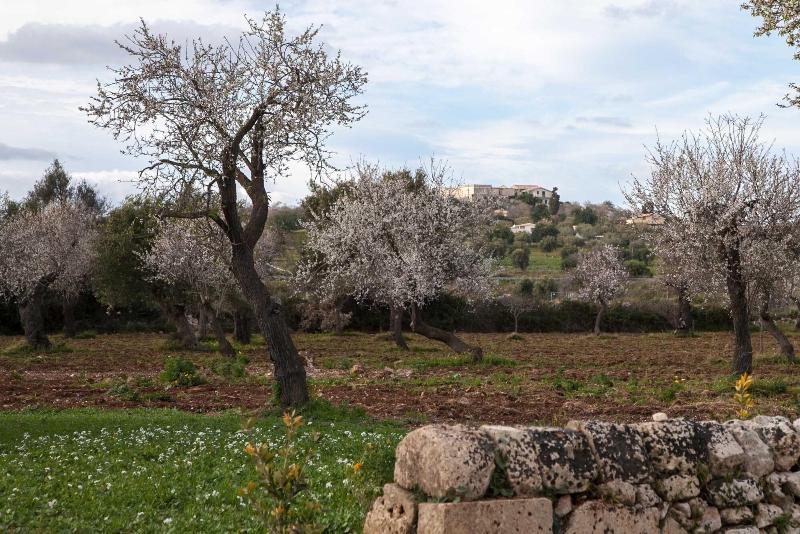 Zahir Country House - Genel