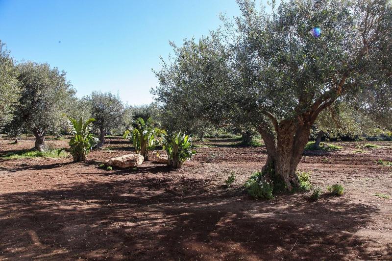 Zahir Country House - Genel