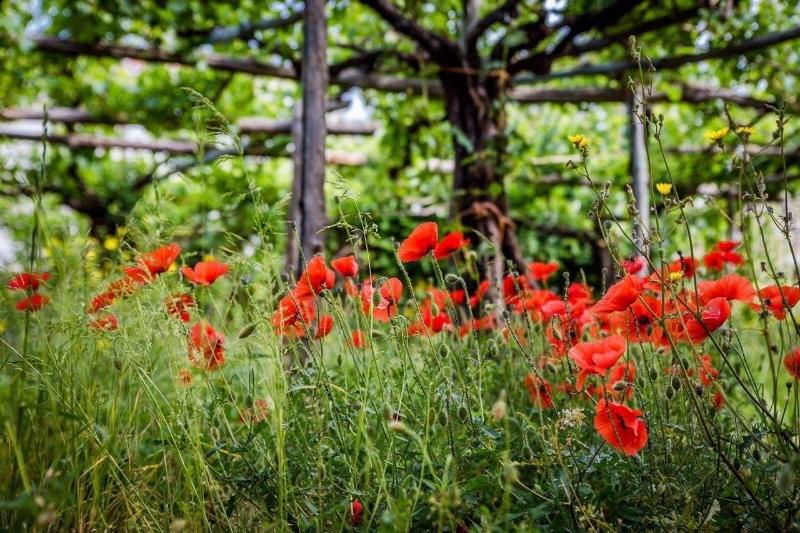 La Casa Di Farfalle E Gabbiani - Genel