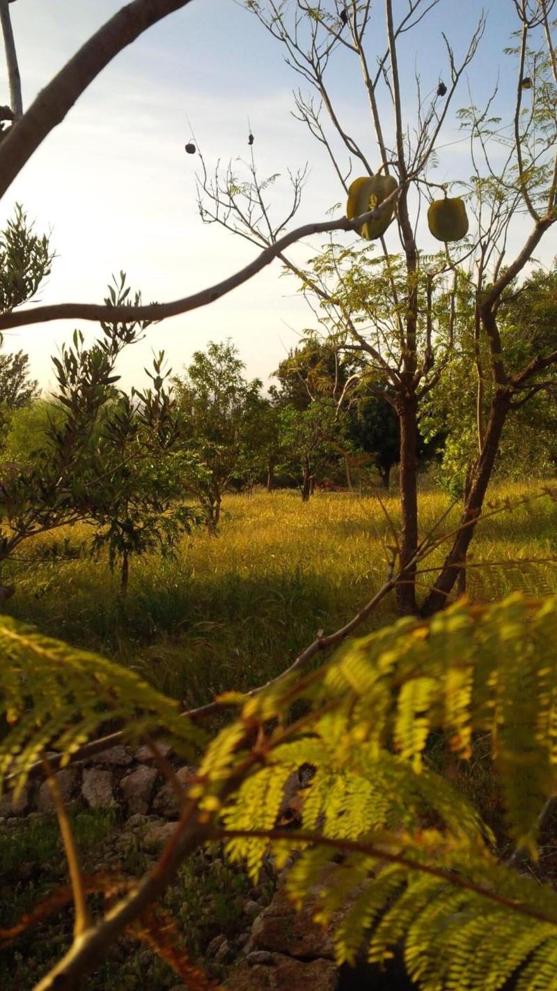 Villa du Souss Eco-Lodge - Genel