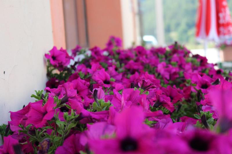 Hotel Miletto - Toplantı