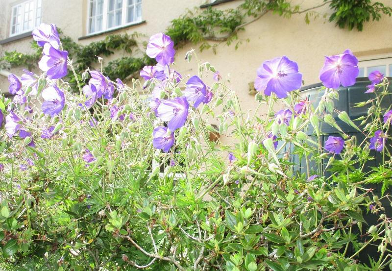 Brambles Bed And Breakfast - Genel