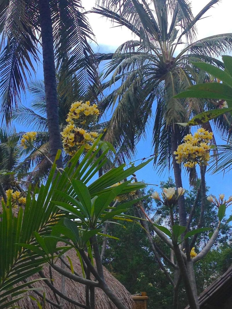 Rinjani Beach Eco Resort - Lobi